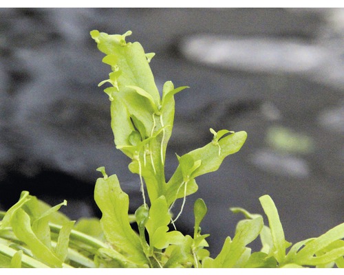 Indische waternavel plant voor aquaria