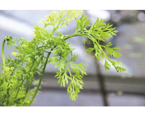 Close-up van wortelloof