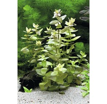 Waterambulia plant in aquarium