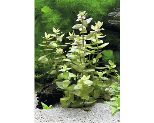 Waterambulia plant in aquarium