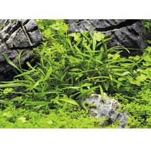 Aquariumplanten tussen stenen