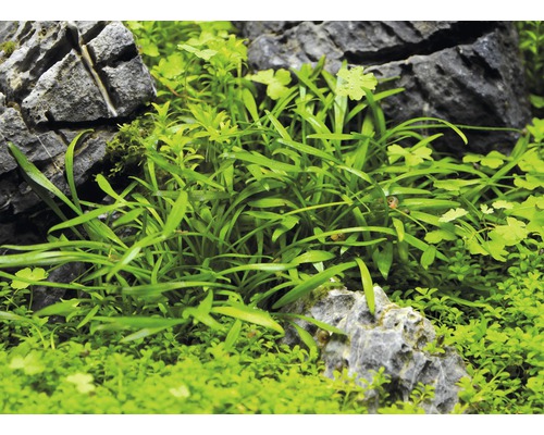 Aquariumplanten tussen stenen