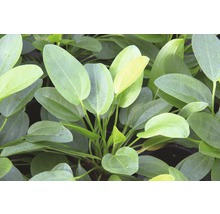 Aquariumplant met ovale bladeren