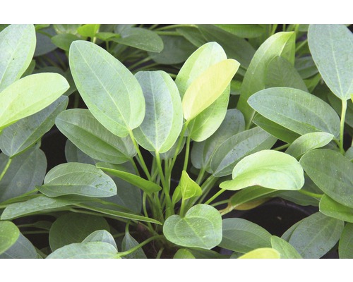 Aquariumplant met ovale bladeren