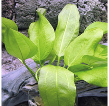Aquariumplant met groene bladeren