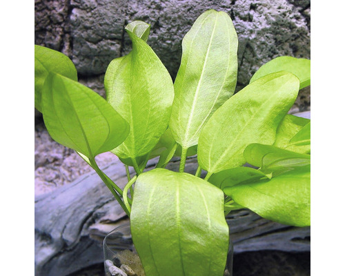 Aquariumplant met groene bladeren