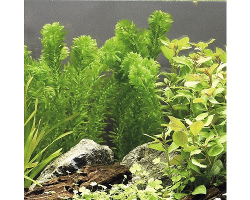 Aquarium ingericht met waterplanten en stenen.