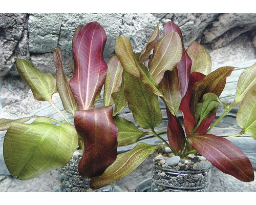 Aquariumplanten in pot