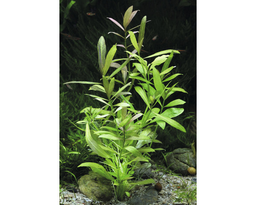 Waterplant in aquarium