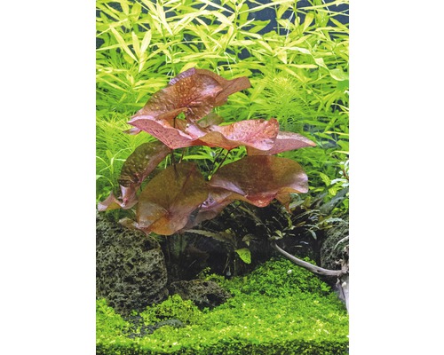 Aquariumplanten met waterleliebladeren, stenen en groene planten
