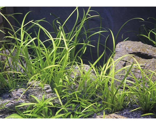 Aquariumplanten met stenen in aquarium