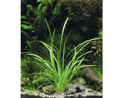 Aquarium met Vallisneria plant