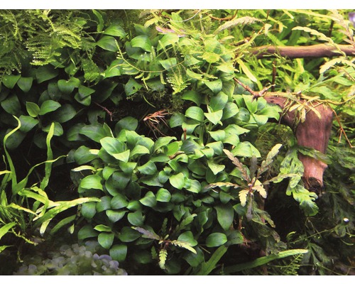 Close-up van aquariumplanten met groene bladeren en een kleine wortel