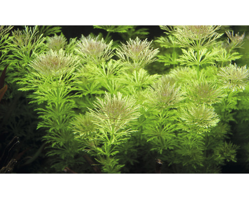 Aquariumplant met fijn geveerde bladeren