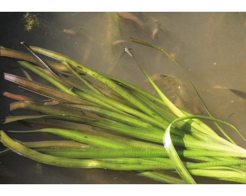 Bundelachtige waterplant in de vijver