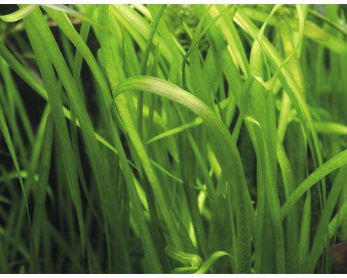 Close-up van Vallisneria spiralis, een aquariumplant