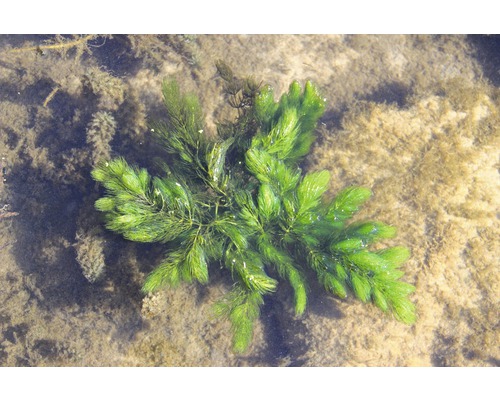 Hoornblad in het water