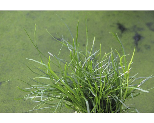Close-up van naaldwaterbies waterplanten