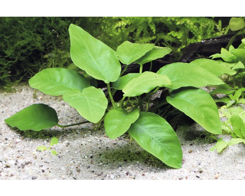 Aquariumplant met groene bladeren in aquarium
