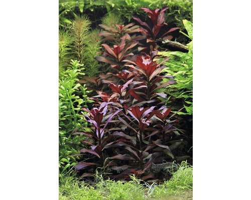 Aquarium met verschillende waterplanten