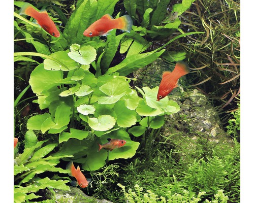 Aquariumplanten met Rode Platys
