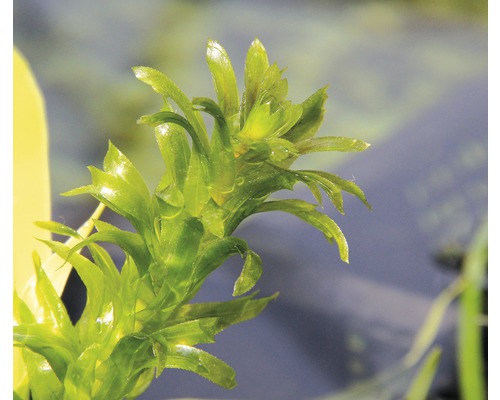 Waterpest voor aquaria