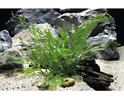 Groene aquariumplant in aquarium met stenen en zand