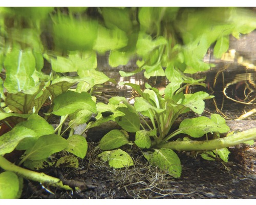 Aquariumplanten met groene bladeren onder water