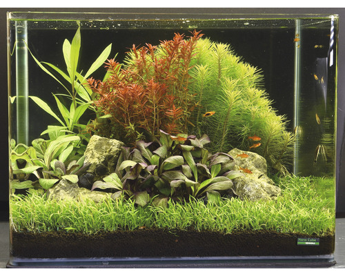Ingericht aquarium met planten, stenen en vissen