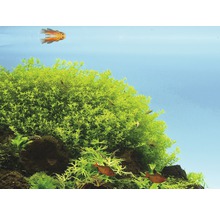 DENNERLE Kleine Waterster - Hemianthus Glomeratus