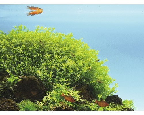 Aquarium met waterplanten en vissen