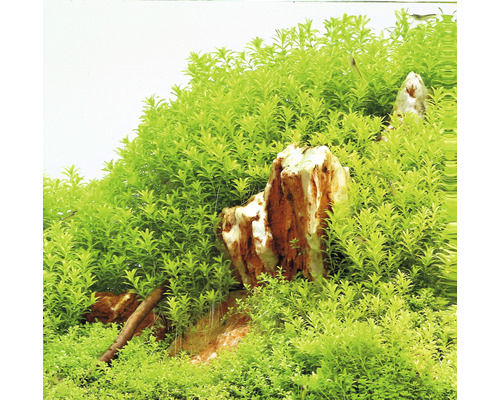 Aquariumplanten met stenen en wortels.