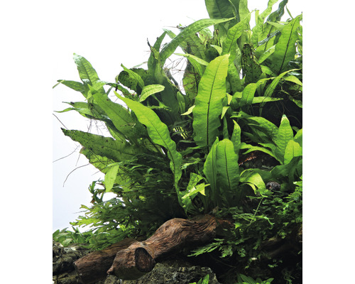 Opgebonden eikenbladvaren op wortelhout ter decoratie van aquaria
