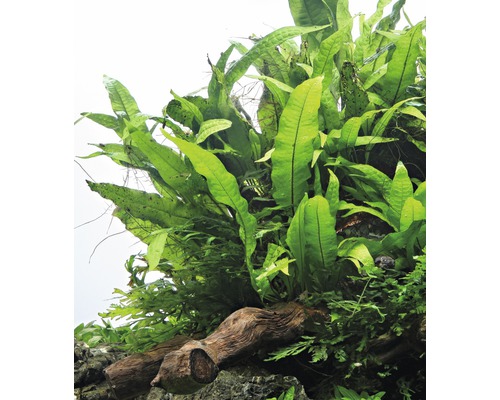 Bovenaanzicht van een aquariumplant op een stuk wortelhout