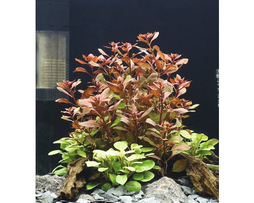 Aquariumplanten met rode en groene bladeren, gedecoreerd met stenen en wortelhout