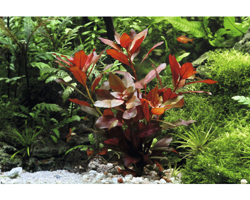 Aquariumplant met rode bladeren in aquarium