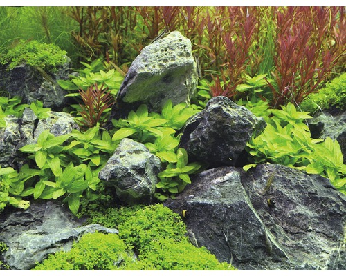 Aquariumdecoratie met stenen en planten