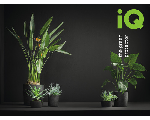 Plantenbakken met kamerplanten en IQ logo