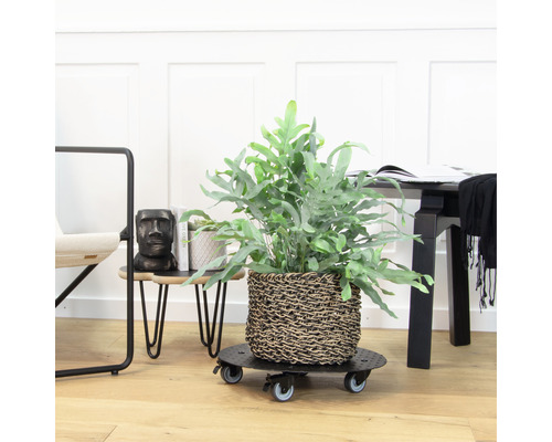 Decoratieve kamerplant in gevlochten mand op rolplank