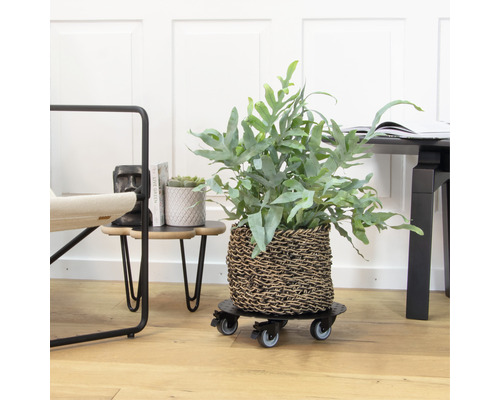 Plant in een mand op een plantenroller in een interieur.