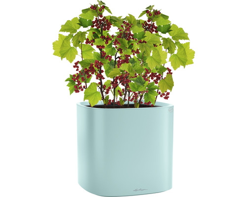 Aalbes in plantenbak