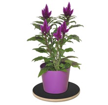 Kamerplant Celosia in pot op plantenroller