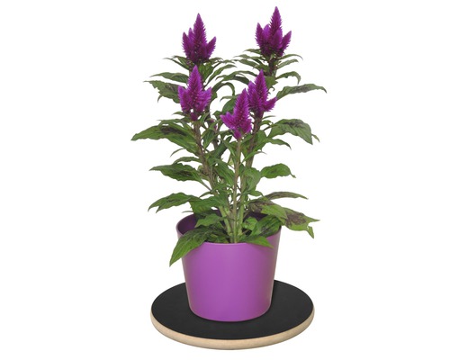 Kamerplant Celosia in pot op plantenroller