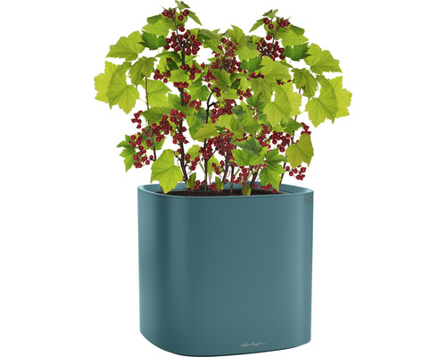 Rode bes in plantenbak