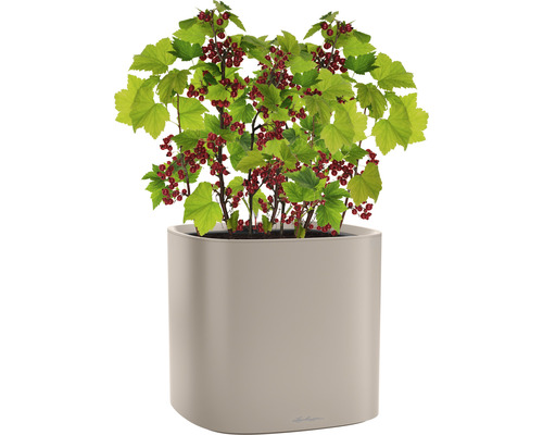 Aalbes struik met rode vruchten in een plantenbak