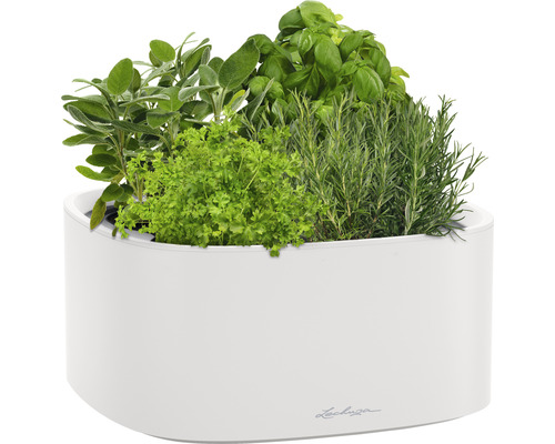 Kruidentuin in witte plantenbak met salie, peterselie, basilicum en rozemarijn