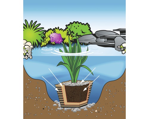 Illustratie van een vijverplantenbak in het water met planten en stenen