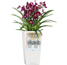 Orchidee in witte bloempot met irrigatiesysteem