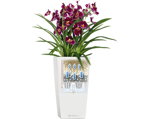 Orchidee in witte bloempot met irrigatiesysteem