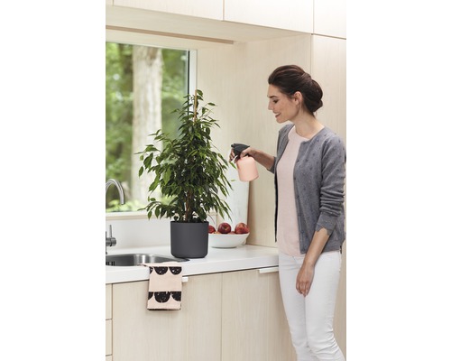 Vrouw sproeit kamerplant Ficus Benjamini met spuitfles in de keuken